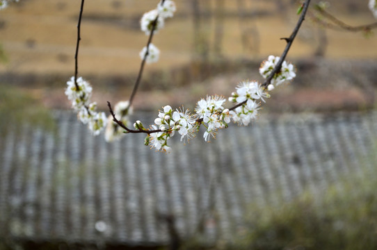 花 杏花 白花 梨花 李花