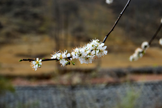花 杏花 白花 梨花 李花