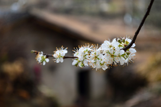 花 杏花 瓦房 白花 梨花