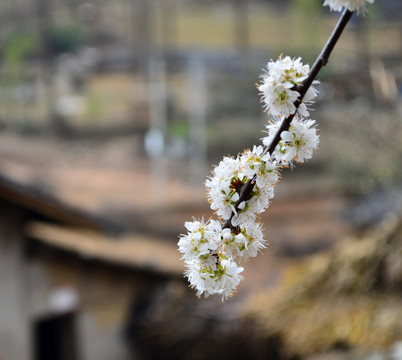 花 杏花 瓦房 白花 梨花