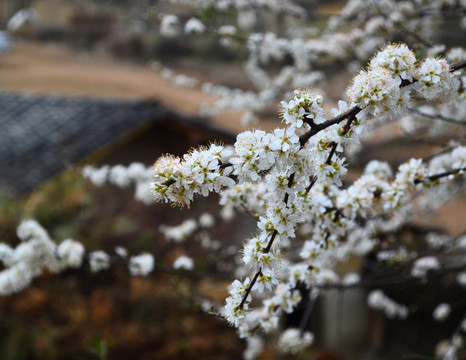 花 杏花 土墙房 瓦房 白花