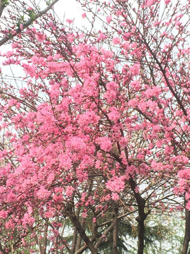 西安 春天 花卉 欣赏 踏春