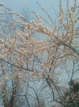 西安 春天 花卉 欣赏 踏春