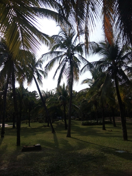 椰树绿化风景
