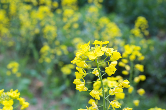 油菜花