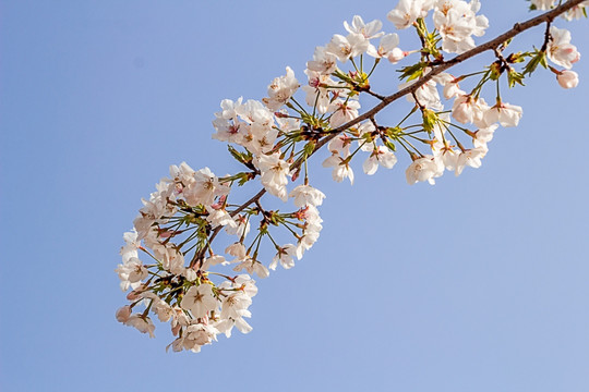 梨花