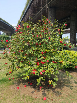 红色山茶花