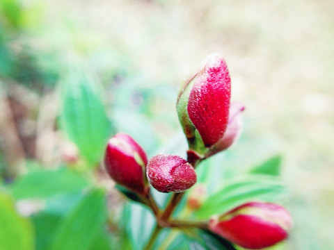 多花野牡丹花苞