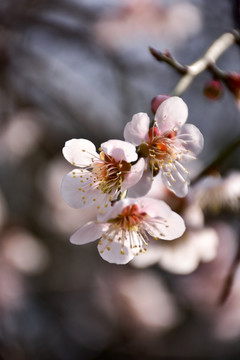 杏花摄影 春天 早春