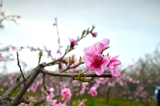 桃花
