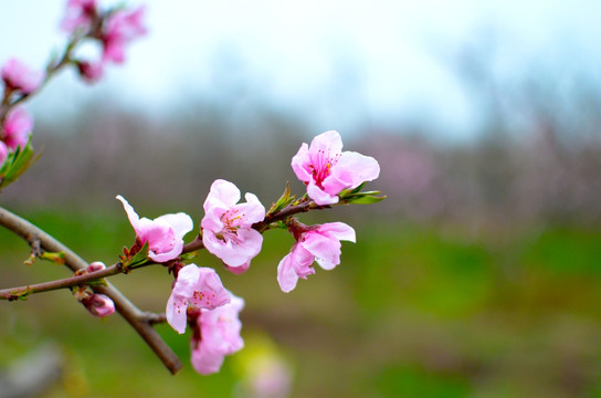 桃花