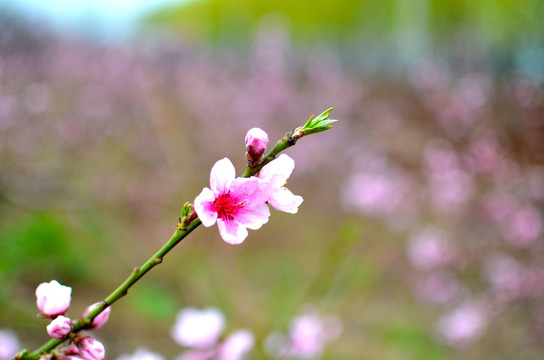 桃花