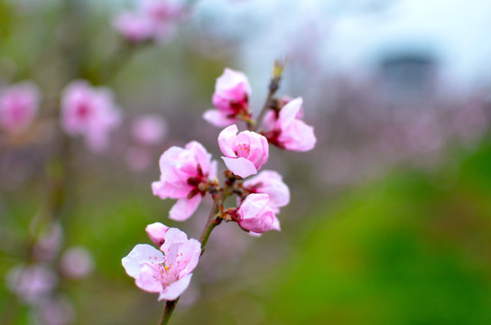 桃花