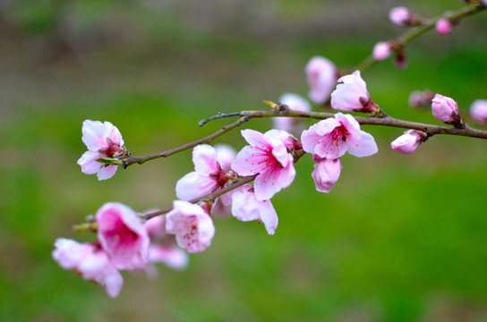 桃花