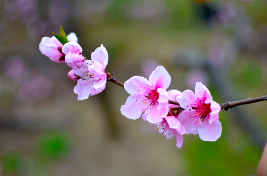 桃花