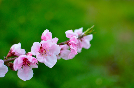 桃花