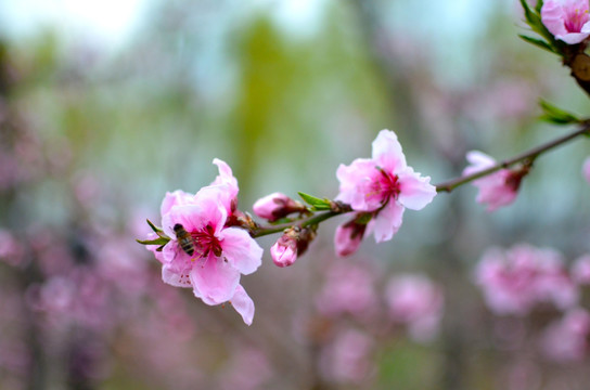 桃花
