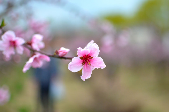 桃花
