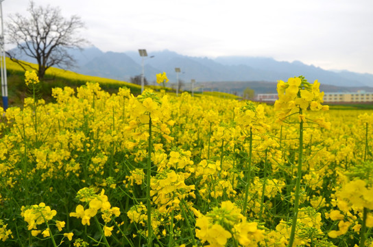 油菜花