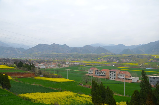 油菜花