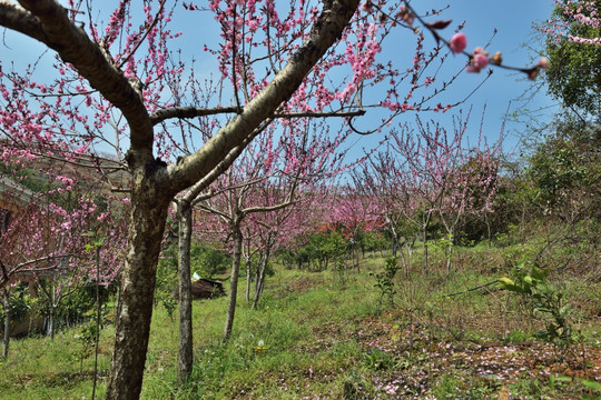 桃花 红桃花 桃花园