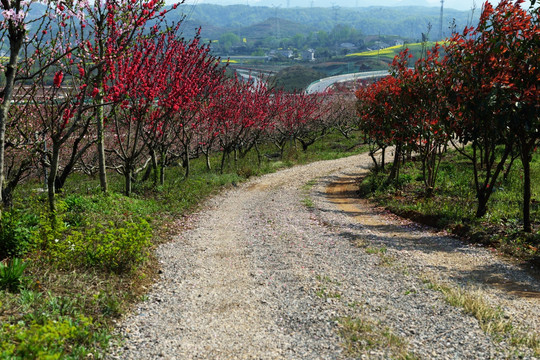 桃花园 桃花