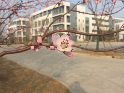 桃花 花 春天 花朵 粉色