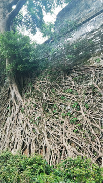 榕树根