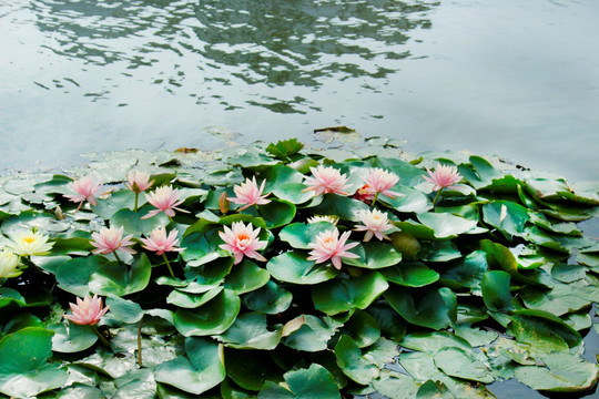 荷花莲花