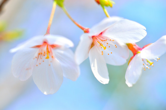 梨花