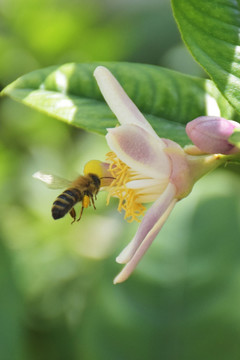 蜜蜂采蜜