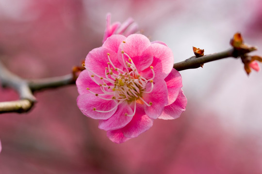 梅花
