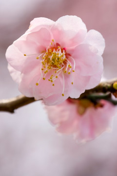 梅花