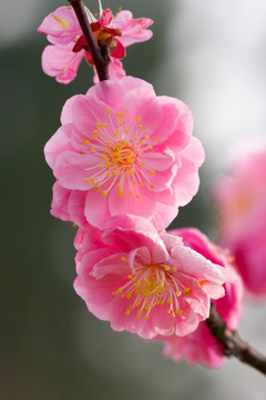 梅花
