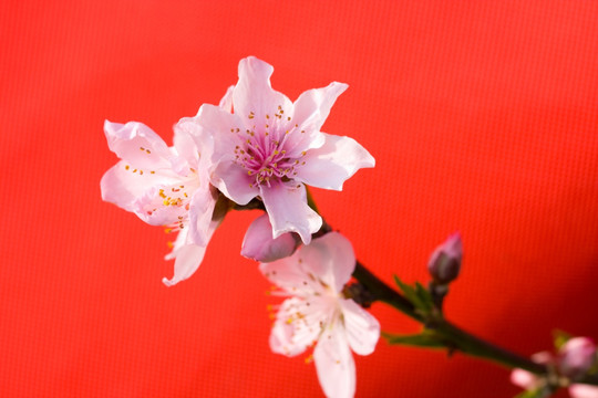桃花4