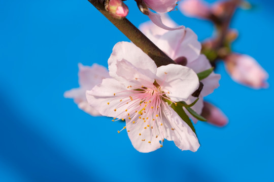 桃花2