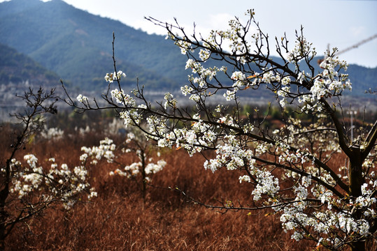 梨树 果树 果园 梨花