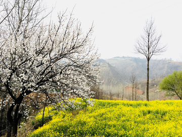 春天的田野