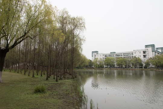 水杉 水杉湿地 喜水植物 绿色