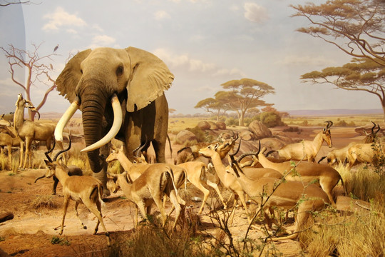 动物标本大象和羚羊