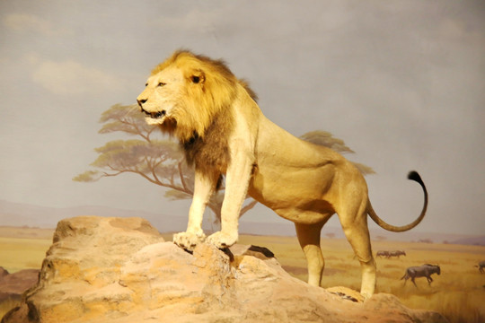 动物标本非洲雄狮子