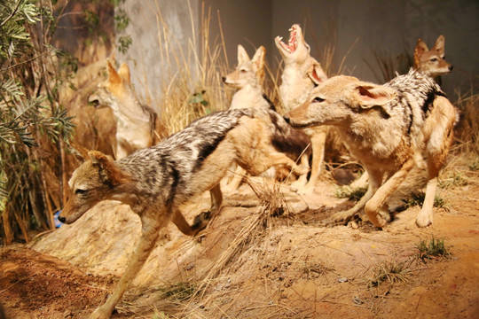 动物标本非洲狼群