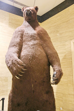 动物标本巨型棕熊