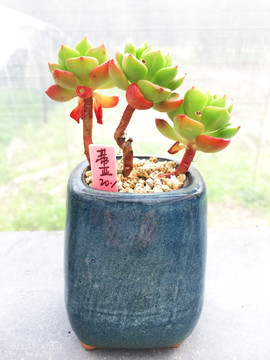 蒂亚