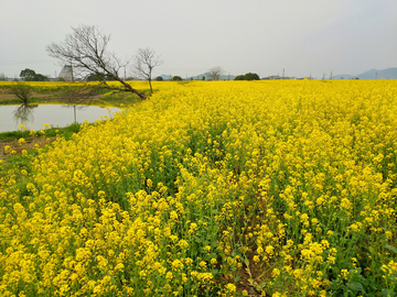 油菜花