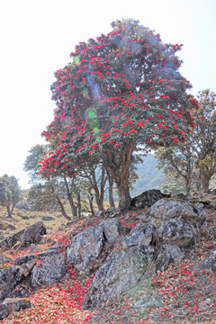 永德大雪山 杜鹃花