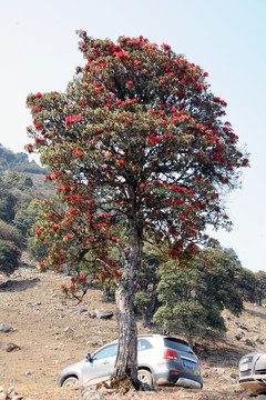 永德大雪山 杜鹃花