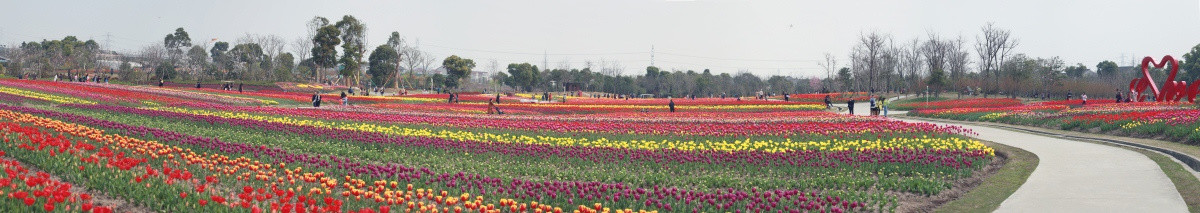 郁金香 周浦花海生态园
