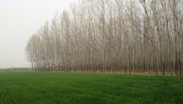 麦田 麦苗 树林 小麦 麦子