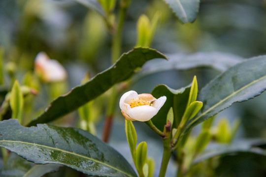 茶花